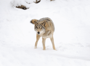 Delt lagmannsrett skaper ny usikkerhet om ulveforvaltningen
