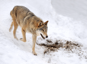 Bålaksjon for markering mot ulveforvaltningen