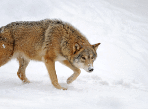 Færre ulver i Norge og Sverige