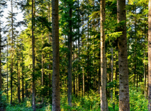 EU-skogens rolle i klimakampen
