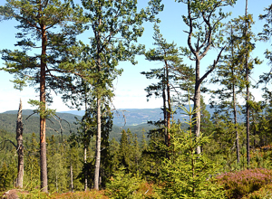 Standard for et bærekraftig skogbruk