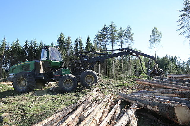 Glommen mener skogbruk er inne i en langsiktig, positiv trend, og vil sikre seg tømmer til høsten. 