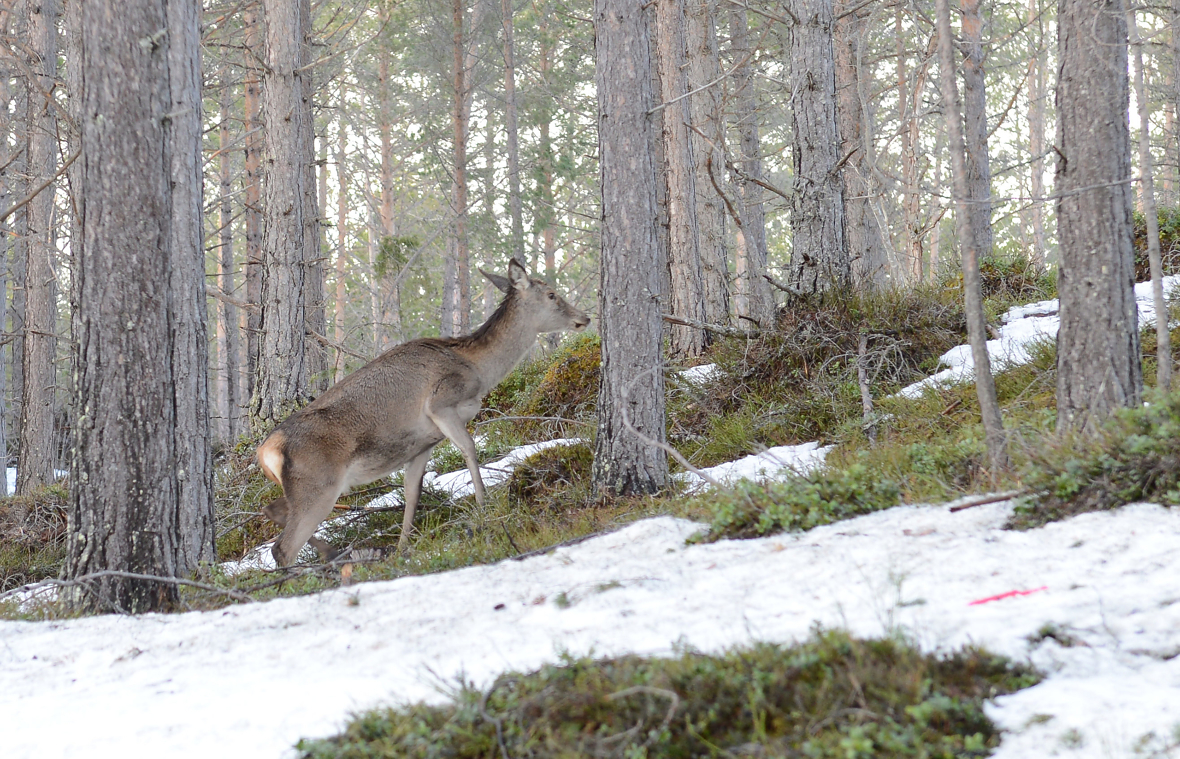 Hjorten sprer seg til stadig nye områder. Foregående år var det åpnet for hjortejakt i Østfold. Foto: Åsmund Lang 