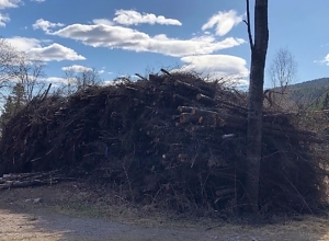 Økt bruk av biomasse er blant klimatiltakene med størst effekt