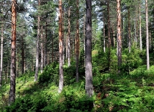 Norge har et spesielt ansvar for de oseaniske skogtypene