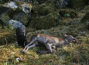 Kalver blir fritt vilt i hjortejakta
