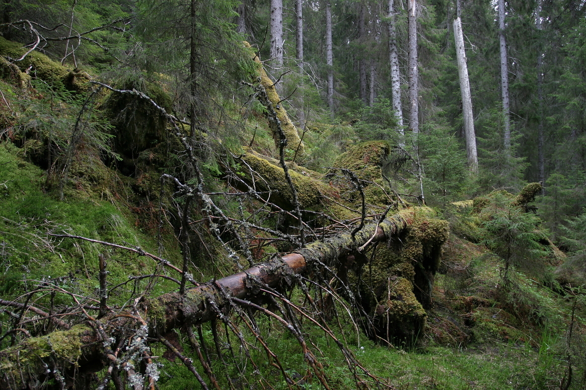 Død ved i skog. Foto: John Yngvar Larsson, NIBIO