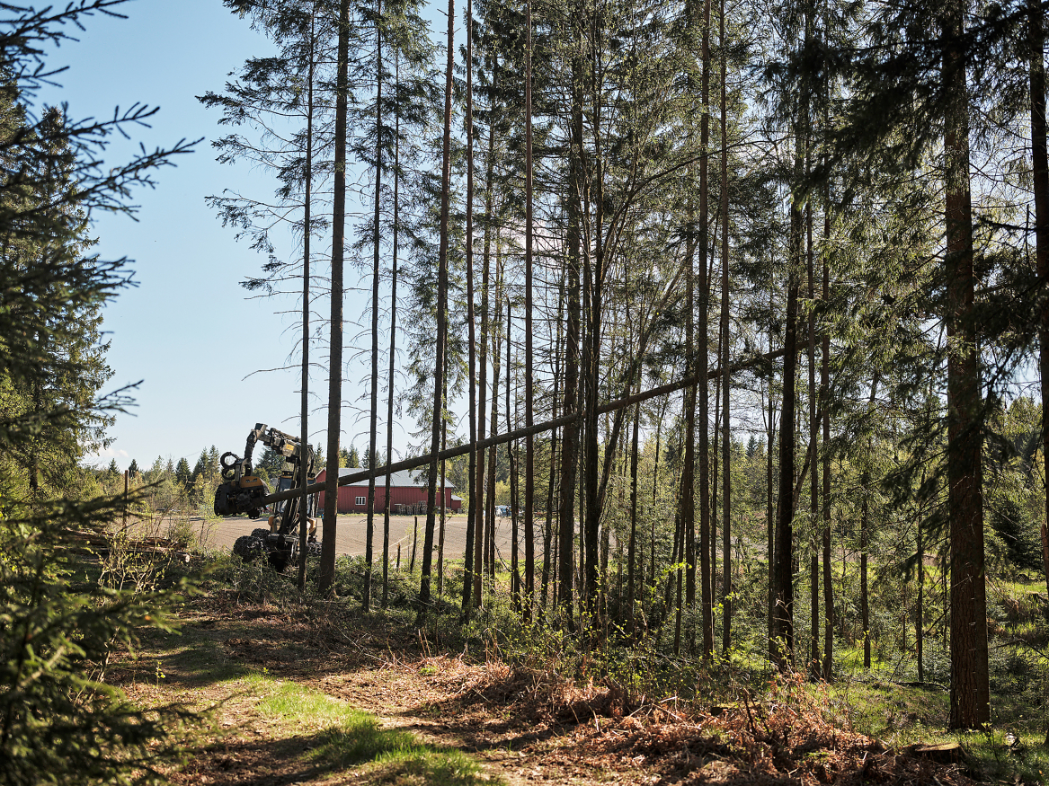 Prinsippet «frihet under ansvar» er nedfelt i skogbruksloven, og styrende for skogeiernes forvaltning av egen eiendom.