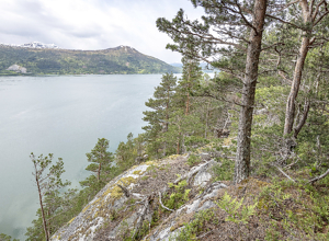 Stort ansvar for norsk kystskog