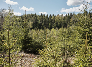 EU-landene bekymret for ny skogstrategi