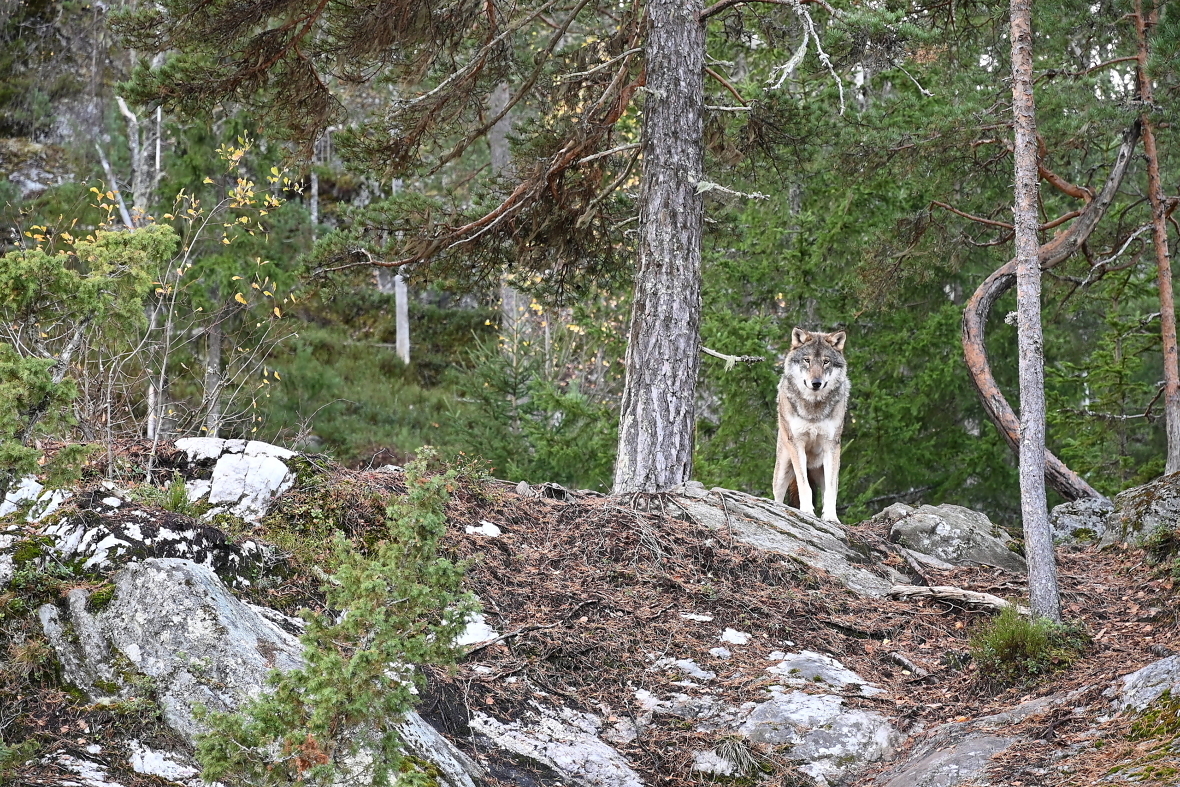 Alle ulvene i revirene Rømskog, Slettås, Bograngen og Hornmoen skal tas ut.
Foto: Roar Ree Kirkevold