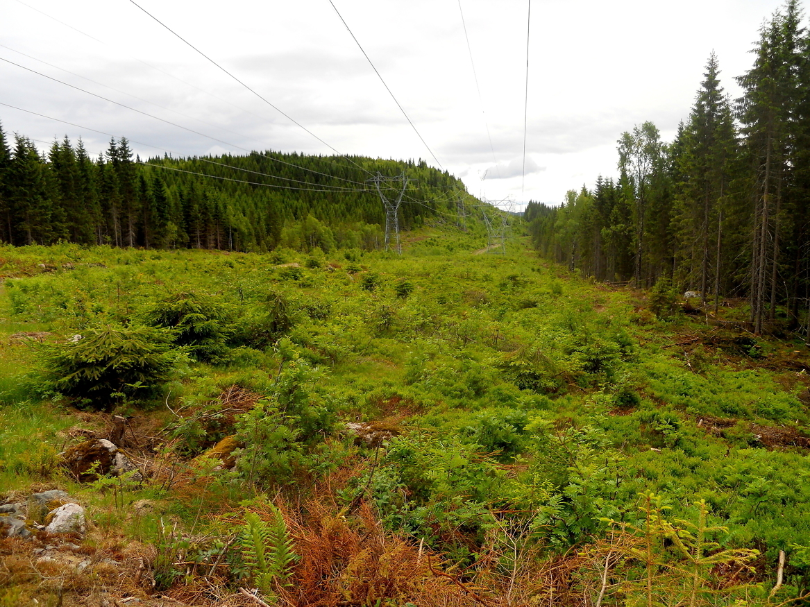 Skogeier ønsker normalt ikke å ha kraftlinjer på eiendommen sin. Arealet rundt  er pålagt strenge restriksjoner. 