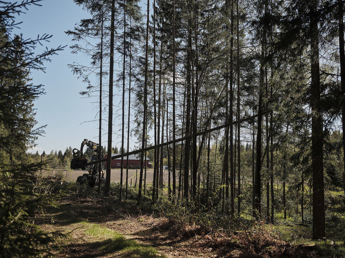 FAMILIESKOGBRUKET: Skogen i Norge eies av mer enn 120 000 skogeiere, i all hovedsak familier med små og mellomstore skogeiendommer. Dette er eiere som bryr seg om skogen og tar et ansvar for å forvalte den på en god måte i et generasjonsperspektiv.