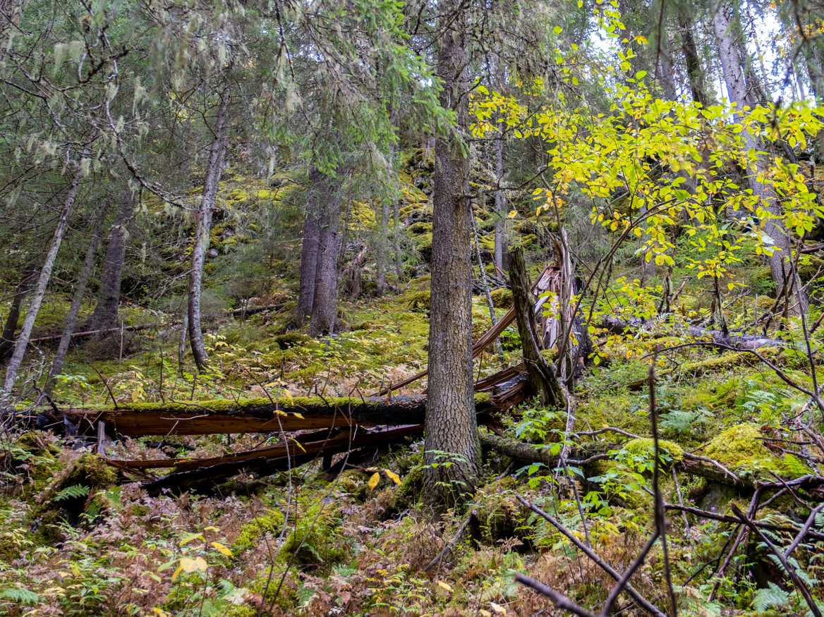 Etter at ordningen med frivillig vern av skog ble innført på starten av 2000-tallet, har skogvernet i Norge blitt gjennomført med liten grad av konflikt.