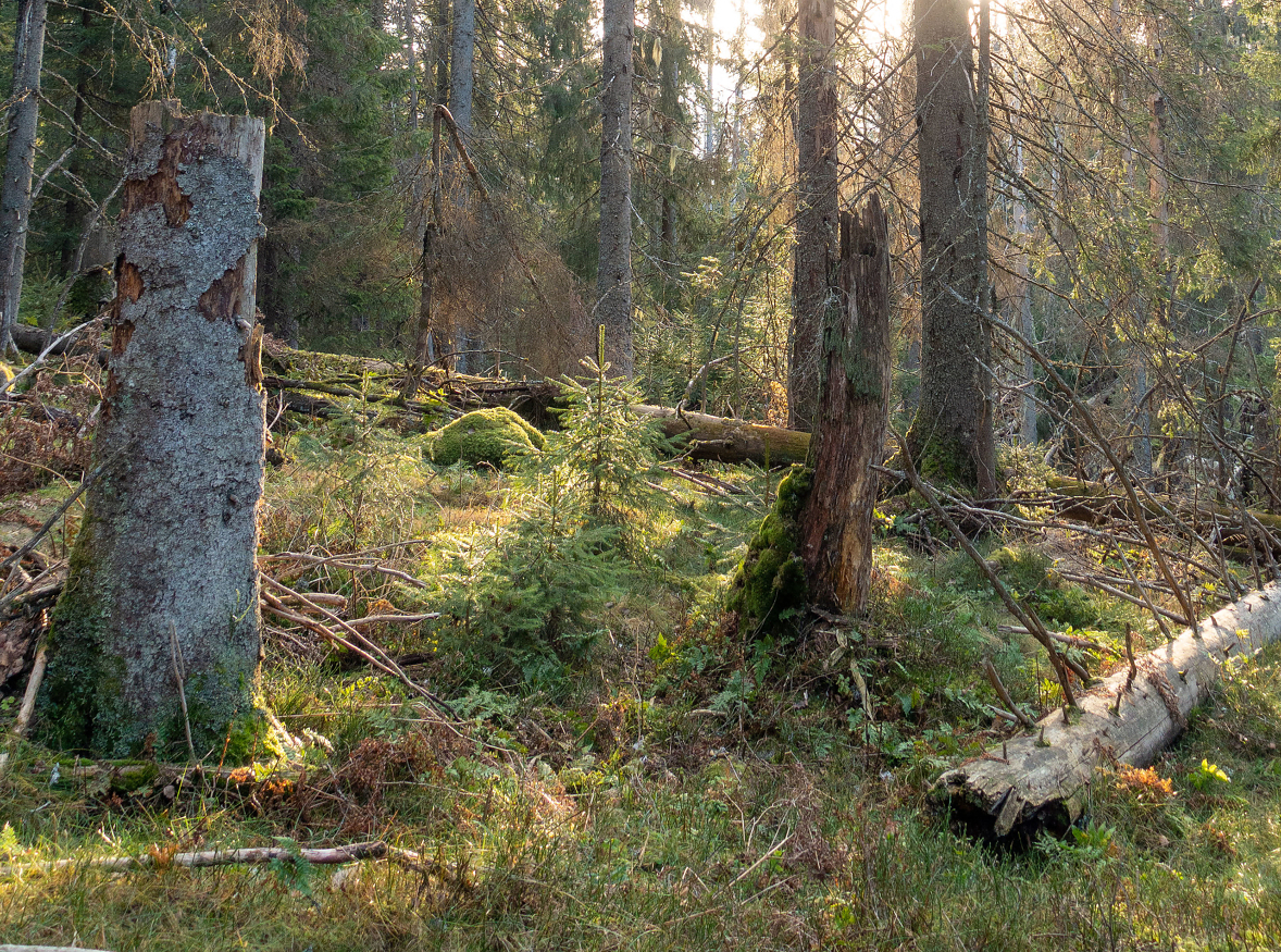 NØKKELBIOTOP: Miljøsertifiseringen av norsk skogbruk gjør at skogeiere setter av områder som er spesielt viktige for biologisk mangfold i såkalte nøkkelbiotoper. Samlet sett er det satt av én million dekar skog fordelt på 70 000 slike. 