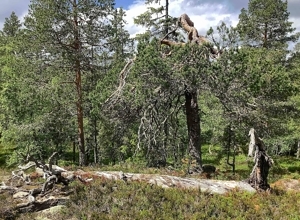 Skal lage oversikt over naturskogen i Norge 