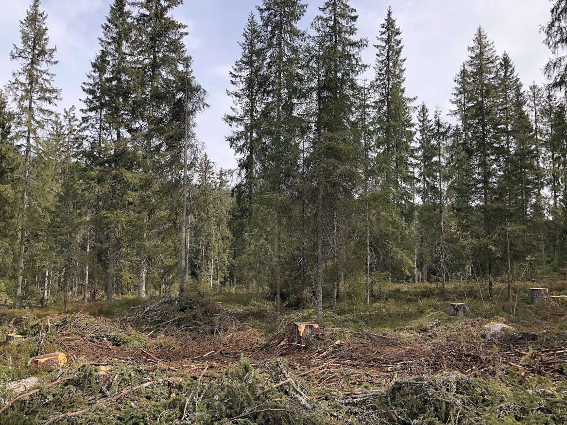 Ny norsk skogstandard legger opp til økt bruk av lukket hogst av hensyn til biologisk mangfold og friluftsliv.
