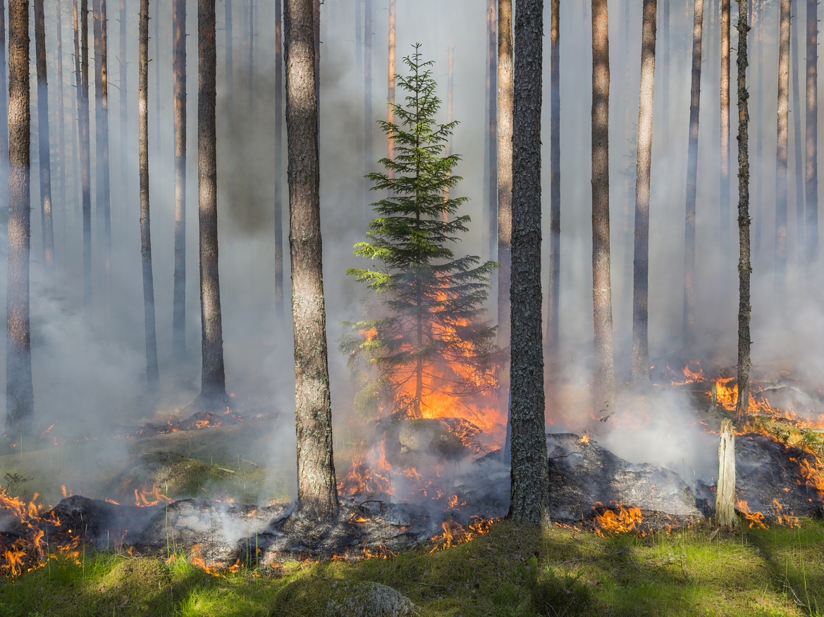 Store Rekke og Hølvannet blir første verneområde i Norge hvor området skal skjøttes gjennom kontrollert brenning. Her fra 