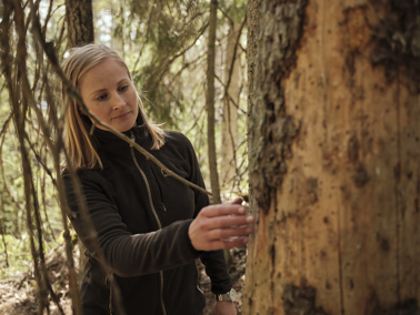 Vil du jobbe for et aktivt og bærekraftig norsk skogbruk?